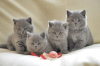 Photo №1. british shorthair - à vendre en ville de Moskovskiy | 300€ | Annonce № 117860