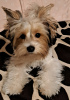 Photo №1. yorkshire terrier - à vendre en ville de Пардубице | 9464€ | Annonce №89725