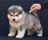 Photo №1. malamute de l'alaska - à vendre en ville de Šid | négocié | Annonce №123288