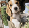 Photo №1. beagle - à vendre en ville de Антверпен | 400€ | Annonce №96196