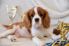 Photos supplémentaires: Chiots Cavalier King Charles Spaniel