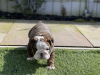 Photo №2 de l'annonce № 100201 de la vente bulldog anglais - acheter à USA annonce privée