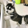 Photo №1. husky de sibérie - à vendre en ville de Helsinki | 450€ | Annonce №123315