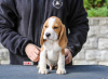 Photo №4. Je vais vendre beagle en ville de Minsk. de la fourrière - prix - 423€
