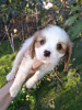 Photos supplémentaires: Chiots Cavalier King Charles Spaniel idéaux.