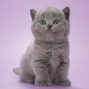 Photo №2 de l'annonce № 116702 de la vente british shorthair - acheter à Belgique 