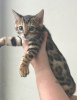 Photo №3. Chatons Bengal Champion Cat. Allemagne