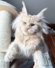 Photo №1. maine coon - à vendre en ville de Berlin | 300€ | Annonce № 102669