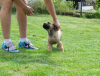 Photos supplémentaires: Chiots Boerboel (Mâtin sud-africain)