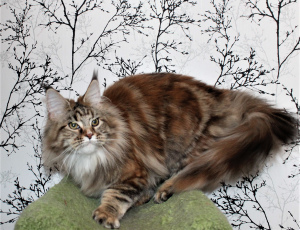 Photo №3. Chaton Maine Coon. Fédération de Russie