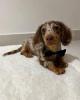 Photo №1. beagle - à vendre en ville de Quickborn | 400€ | Annonce №103660