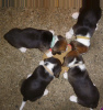 Photo №3. Chiots Beagle mignons avec pedigree disponibles maintenant. Allemagne