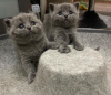 Photo №1. british shorthair - à vendre en ville de New york | 246€ | Annonce № 102295