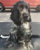 Photo №1. cocker spaniel anglais - à vendre en ville de Zürich | 550€ | Annonce №89104