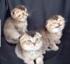 Photo №1. scottish fold - à vendre en ville de Berne | négocié | Annonce № 121749