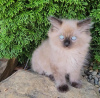 Photo №3. chat ragdoll. Allemagne