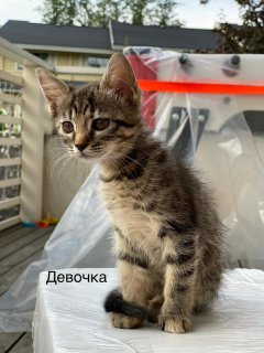 Photo №3. Nous recherchons des propriétaires attentionnés pour trois chatons. Fédération de Russie