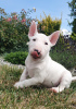 Photos supplémentaires: Bull-terrier miniature (FCI)