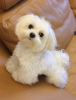 Photo №1. bichon à poil frisé - à vendre en ville de Paris | négocié | Annonce №78281