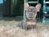 Photo №1. bouledogue - à vendre en ville de Berlin | négocié | Annonce №115846