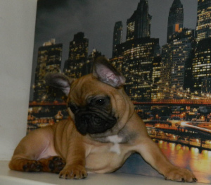 Photo №1. bouledogue - à vendre en ville de Киев | 475€ | Annonce №4730