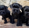 Photo №3. De magnifiques chiots Schnauzer vaccinés disponibles à la vente maintenant pour. La Roumanie