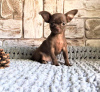 Photos supplémentaires: Chiot à vendre chihuahua white-fawn-lilac