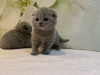 Photo №4. Je vais vendre scottish fold en ville de Rüdersdorf. annonce privée, éleveur - prix - 350€