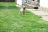 Photo №1. mastiff - à vendre en ville de Belgrade | 800€ | Annonce №111533