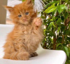 Photo №3. Des chatons Maine Coon en bonne santé disponibles à la vente maintenant. Espagne