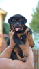 Photos supplémentaires: rottweiler