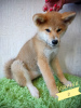 Photo №4. Je vais vendre akita (chien) en ville de Novosibirsk. de la fourrière - prix - 2782€