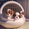 Photo №1. cavalier king charles spaniel - à vendre en ville de Helsinki | 450€ | Annonce №125668