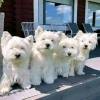 Photo №1. west highland white terrier - à vendre en ville de Łeba | 374€ | Annonce №13588