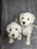 Photo №1. bichon maltais - à vendre en ville de Los Angeles | 379€ | Annonce №83957