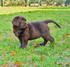 Photo №4. Je vais vendre labrador retriever en ville de Varsovie. annonce privée - prix - 800€