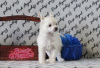 Photo №2 de l'annonce № 39509 de la vente chien chinois à crête - acheter à Fédération de Russie de la fourrière