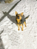 Photo №3. Petit chien cherche un foyer !!. Fédération de Russie