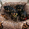 Photo №1. yorkshire terrier - à vendre en ville de Copenhague | 379€ | Annonce № 125647