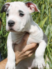 Photo №3. Magnifiques chiots Amstaff de sang noble. La Moldavie