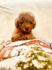 Photo №2 de l'annonce № 85465 de la vente chien bâtard - acheter à Ukraine de la fourrière, éleveur