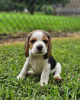 Photo №4. Je vais vendre beagle en ville de Passau. annonce privée - prix - 360€