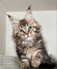 Photo №1. maine coon - à vendre en ville de Интерлакен | 400€ | Annonce № 116796