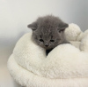 Photo №1. british shorthair - à vendre en ville de New York Mills | 237€ | Annonce № 118018