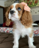 Photo №1. cavalier king charles spaniel - à vendre en ville de Auckland | négocié | Annonce №42673