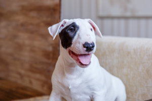 Photo №2 de l'annonce № 5537 de la vente bull terrier - acheter à Fédération de Russie de la fourrière