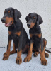 Photos supplémentaires: Doberman, meilleurs chiens