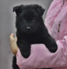 Photos supplémentaires: Chiot berger allemand, garçon aux cheveux longs noir, Champion du Monde