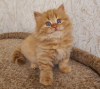 Photo №1. british shorthair - à vendre en ville de El Paso | 237€ | Annonce № 89615