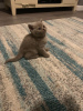 Photo №1. british shorthair - à vendre en ville de Ypecolsga | 300€ | Annonce № 109193